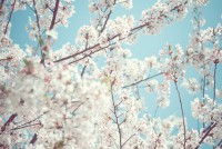 /album/i-dont-now/fleurs-de-printemps-jpg1/